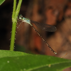 Indolestes tenuissimus