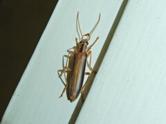 Thelyphassa lineata