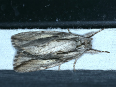 Ecnomodes sagittaria