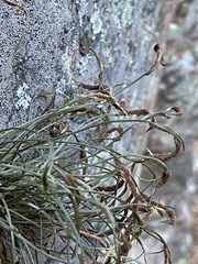 Asplenium septentrionale
