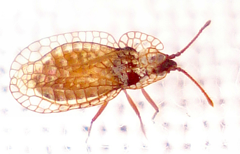Derephysia