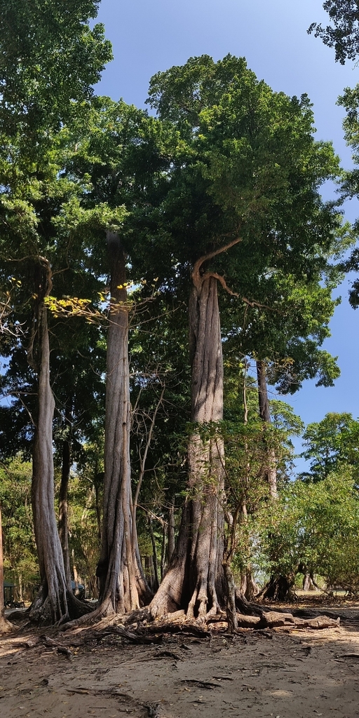 Andaman bullet-wood