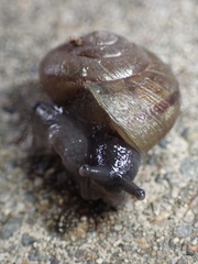 Helminthoglypta tudiculata