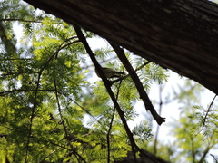 Baeolophus atricristatus