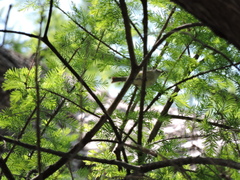 Baeolophus atricristatus