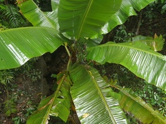 Musa banksii