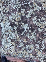 Rhizoplaca chrysoleuca