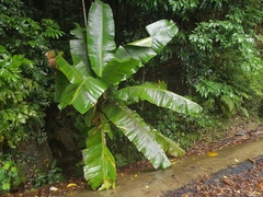Musa banksii