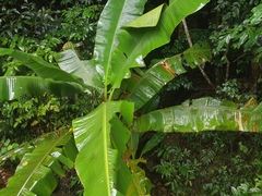 Musa banksii