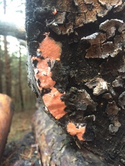 Dictydiaethalium plumbeum