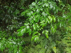 Dysoxylum arborescens