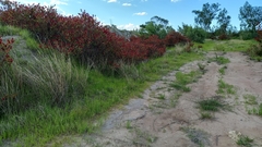 Rumex usambarensis