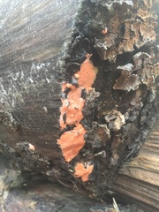 Dictydiaethalium plumbeum