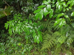 Dysoxylum arborescens