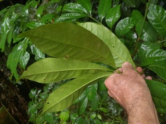 Dysoxylum arborescens