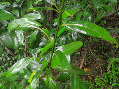 Calophyllum australianum