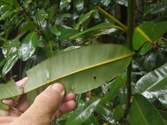 Calophyllum australianum