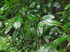 Calophyllum australianum