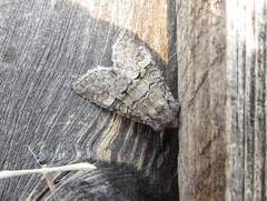 Brachylomia viminalis