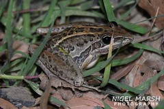 Litoria nasuta