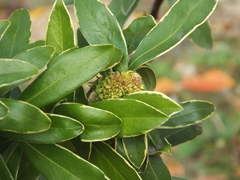 Phytoplasma