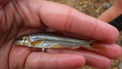 Phenacobius mirabilis