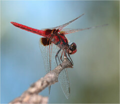 Aethriamanta circumsignata