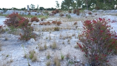Rumex usambarensis