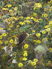 Chrysanthemum indicum