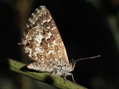 Theclinesthes serpentata