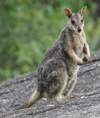 Petrogale mareeba
