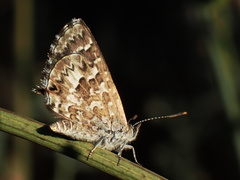 Theclinesthes serpentata