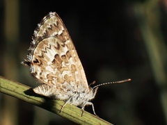 Theclinesthes serpentata
