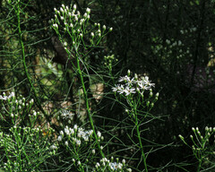 Olearia glandulosa