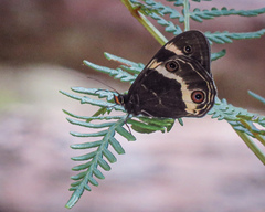Tisiphone abeona albifascia