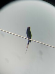Merops americanus