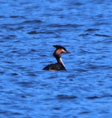Podiceps cristatus australis
