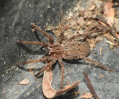 Mituliodon tarantulinus