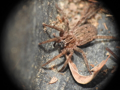 Mituliodon tarantulinus