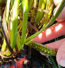 Zosteraceae