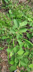 Grewia latifolia