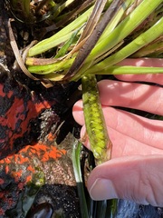 Zosteraceae