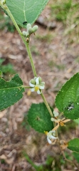 Grewia latifolia