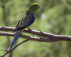 Neophema chrysostoma