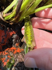 Zosteraceae
