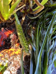 Zosteraceae
