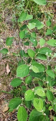 Grewia latifolia