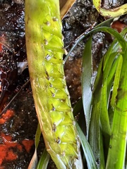 Zosteraceae
