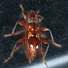 Coptocercus biguttatus