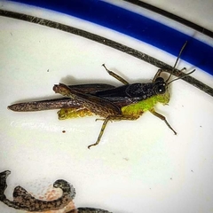 Paulinia acuminata